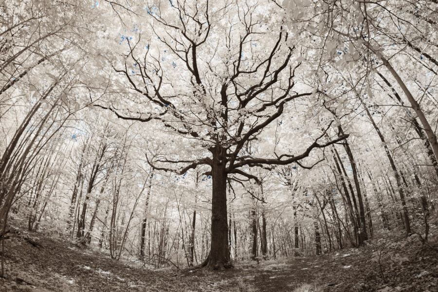 THE MEMORY OF THE TREES, a project by Salinas Packaging Group, photo by PIERRE-LOUIS FERRER,