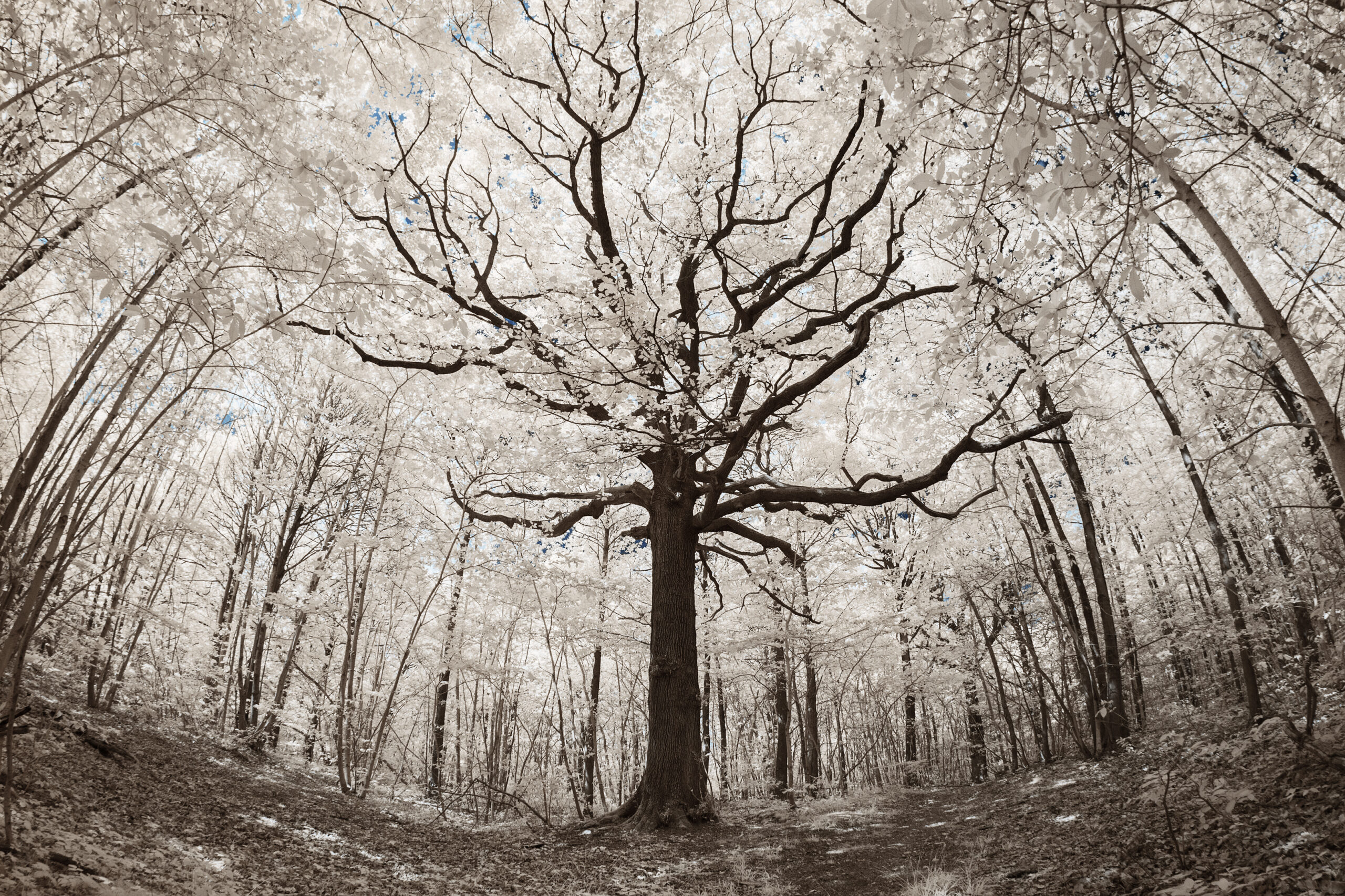 THE MEMORY OF THE TREES, a project by Salinas Packaging Group, photo by PIERRE-LOUIS FERRER,
